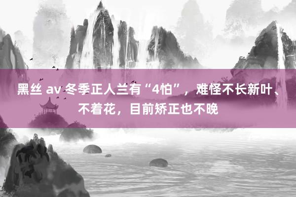 黑丝 av 冬季正人兰有“4怕”，难怪不长新叶、不着花，目前矫正也不晚